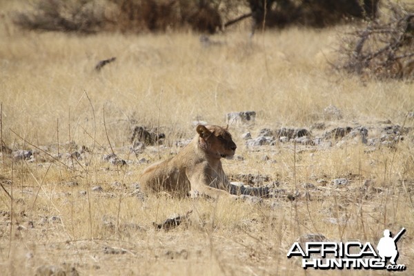 Lion at Etosha National Park