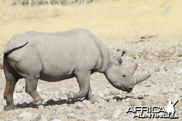 Black Rhino at Etosha National Park