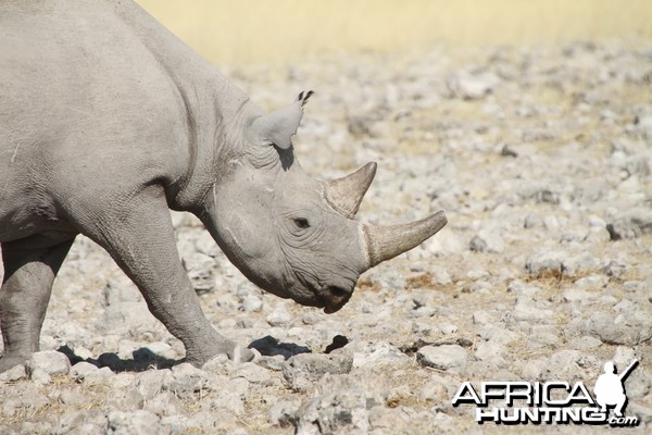 Black Rhino at Etosha National Park