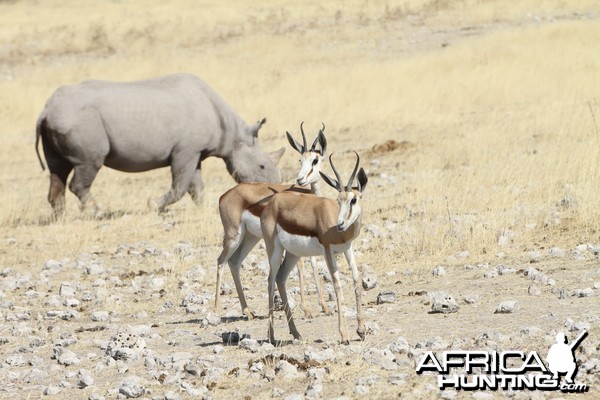 Black Rhino at Etosha National Park