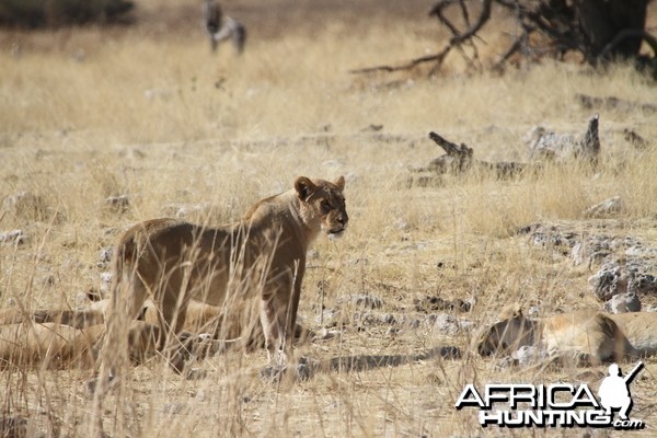 Lion at Etosha National Park