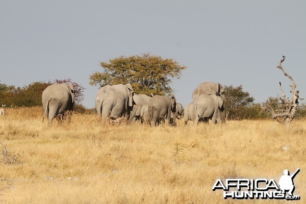 Elephant at Etosha National Park