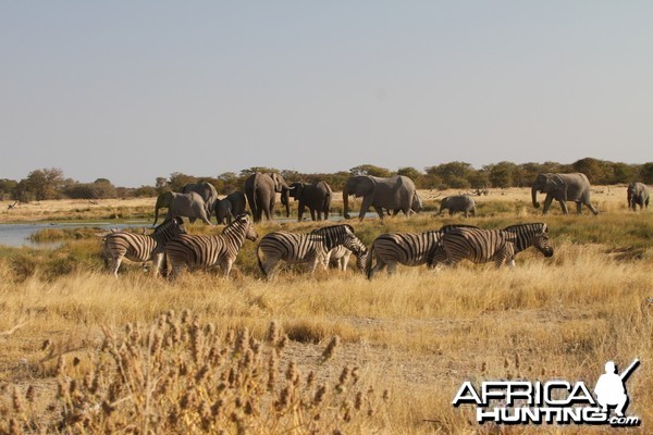 Elephant at Etosha National Park