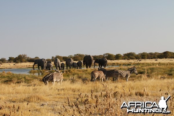 Elephant at Etosha National Park