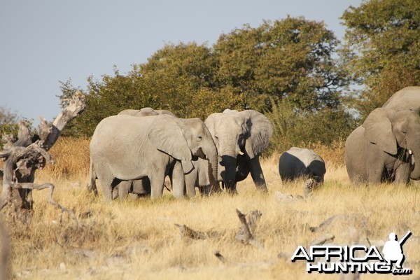 Elephant at Etosha National Park