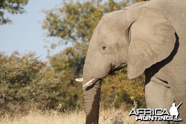 Elephant at Etosha National Park