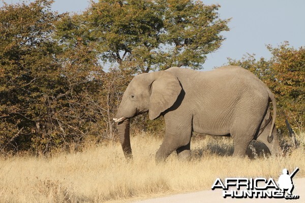 Elephant at Etosha National Park