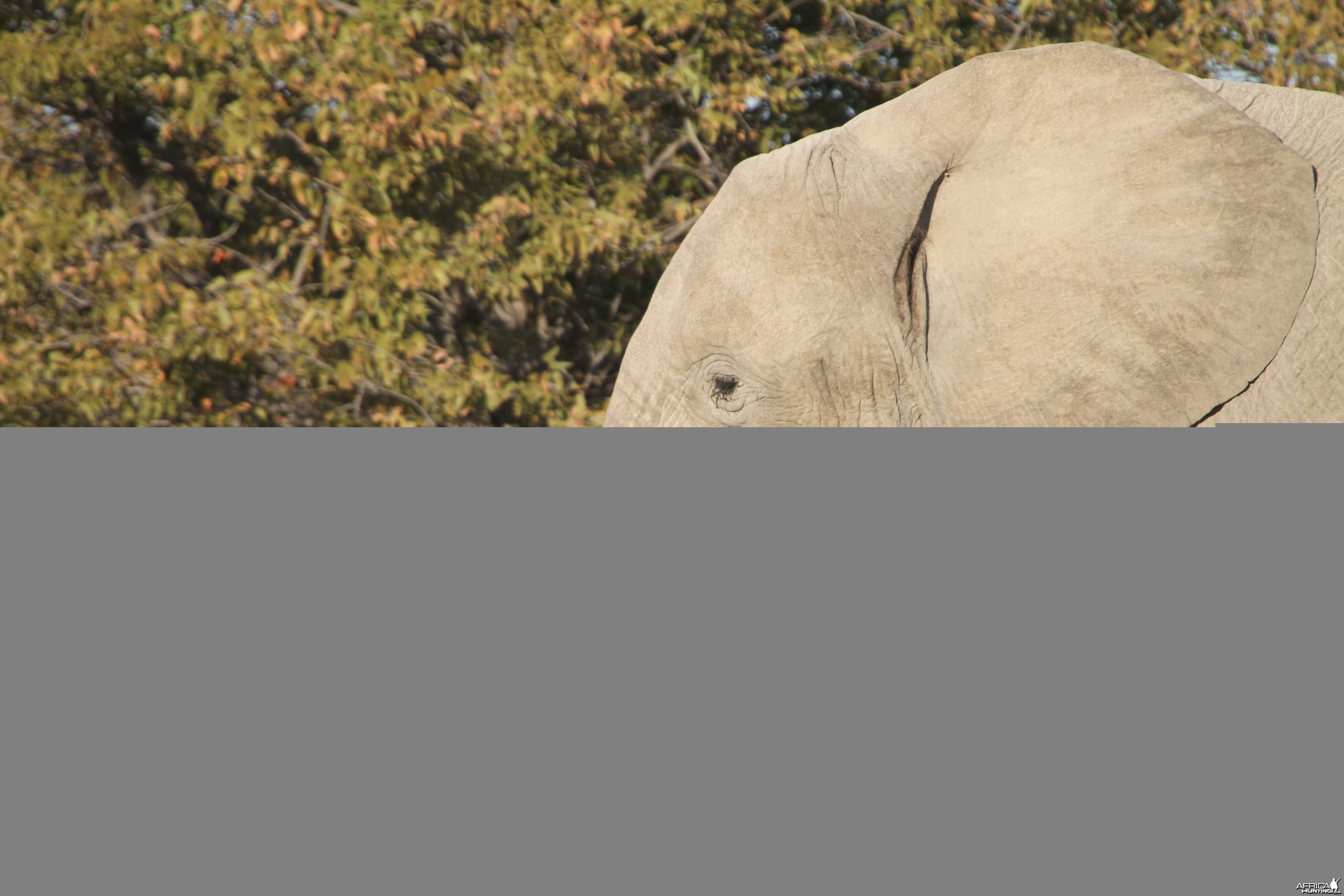 Elephant at Etosha National Park