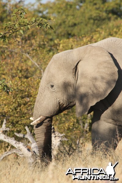 Elephant at Etosha National Park