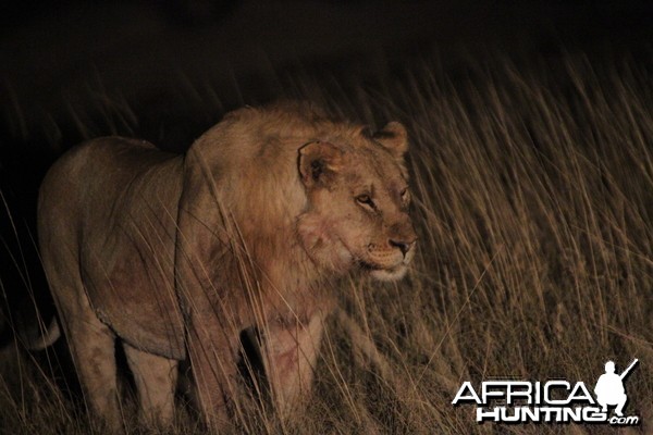 Lion at Etosha National Park