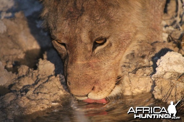 Lion at Etosha National Park