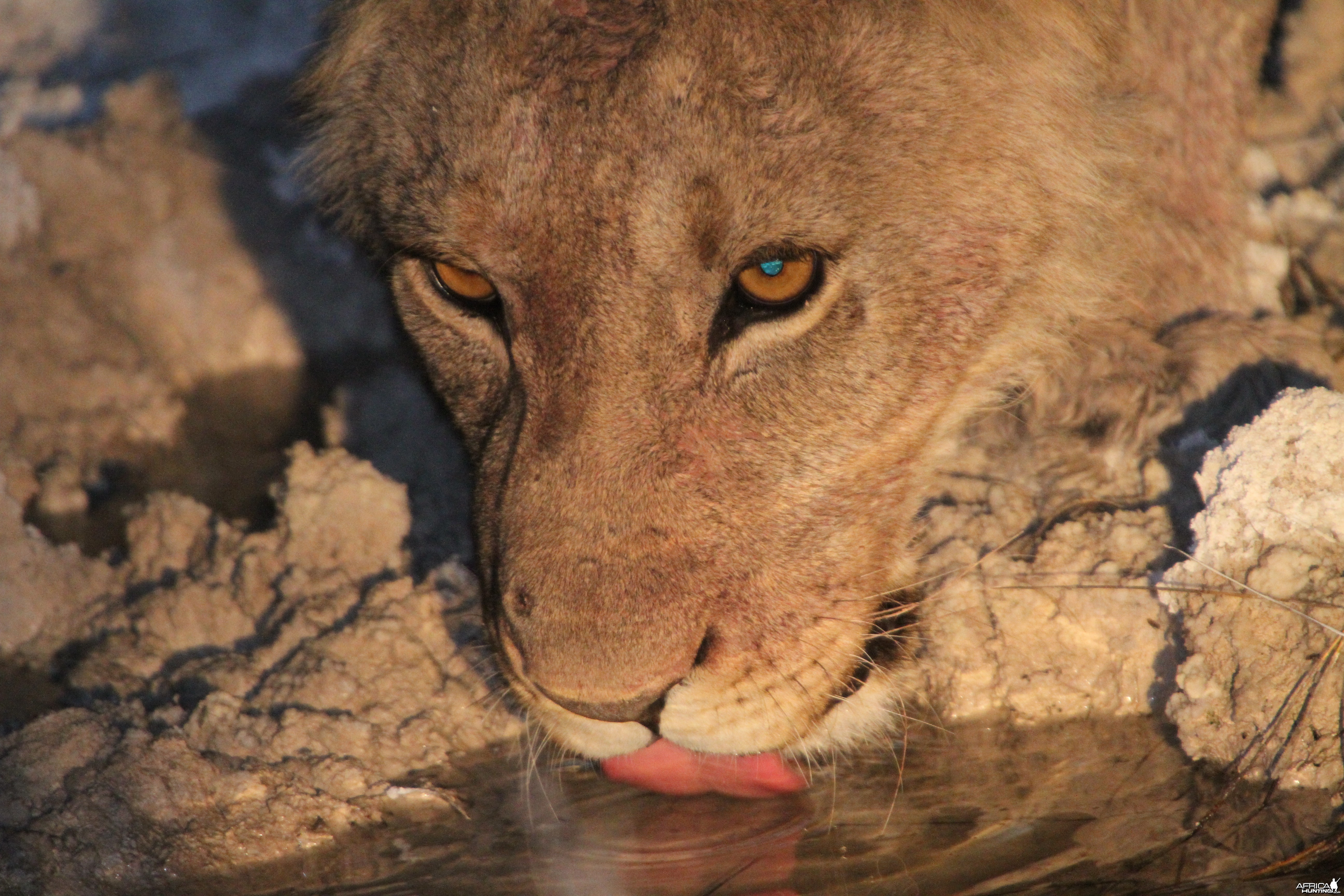Lion at Etosha National Park