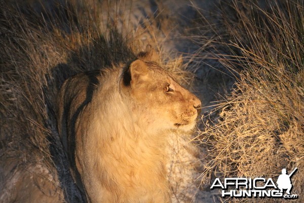 Lion at Etosha National Park