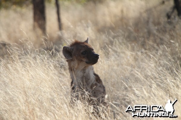 Spotted Hyena at Etosha National Park