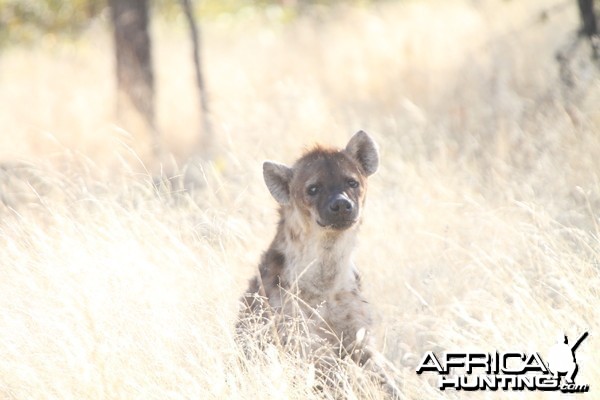 Spotted Hyena at Etosha National Park