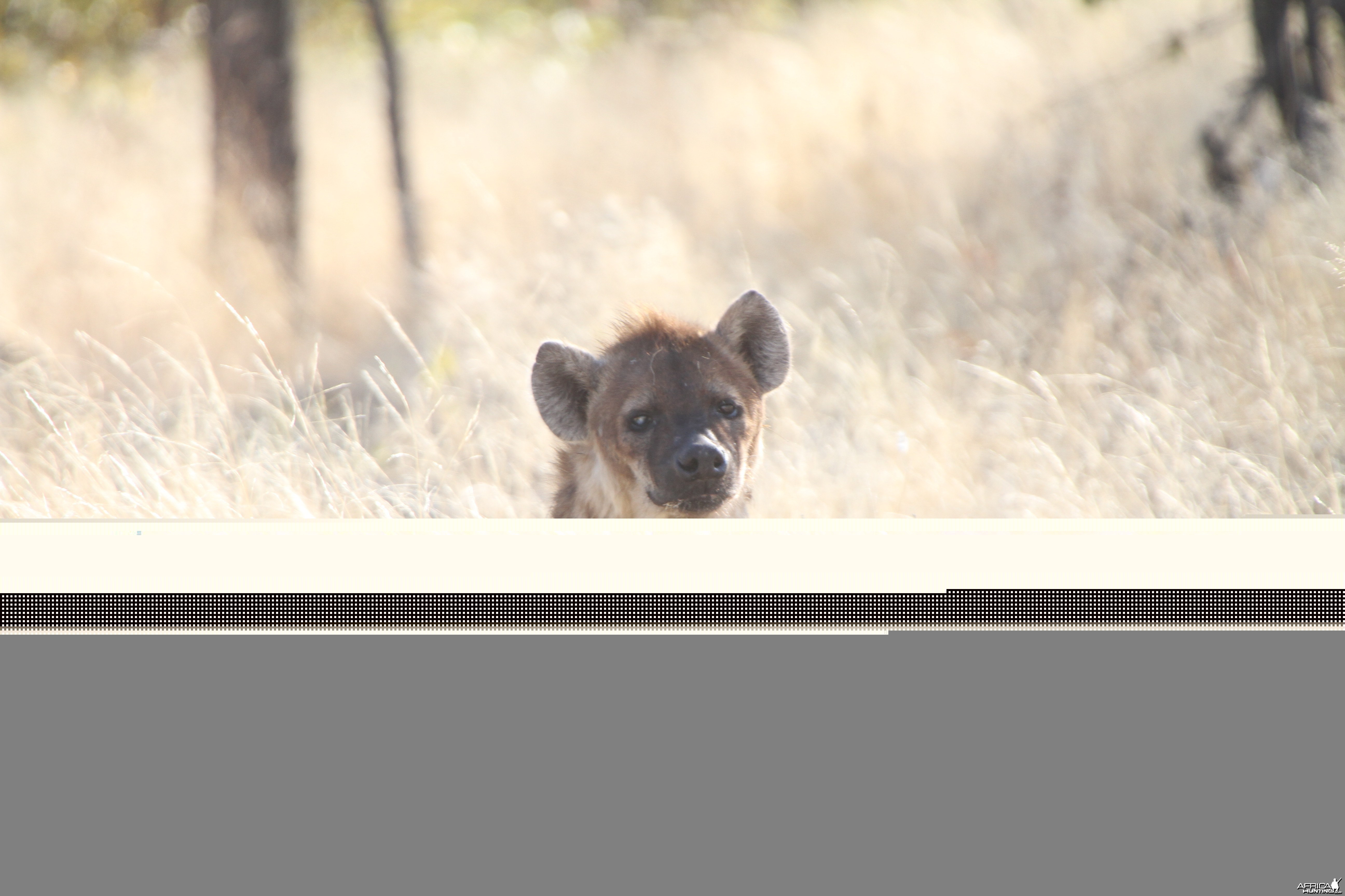 Spotted Hyena at Etosha National Park