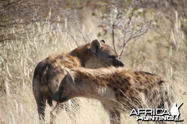 Spotted Hyena at Etosha National Park