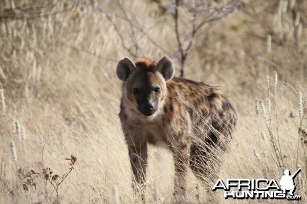 Spotted Hyena at Etosha National Park