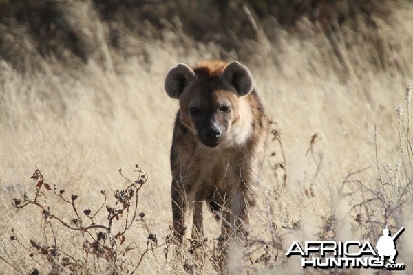 Spotted Hyena at Etosha National Park