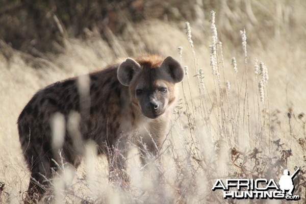 Spotted Hyena at Etosha National Park