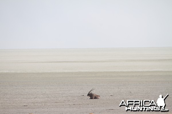 Etosha National Park