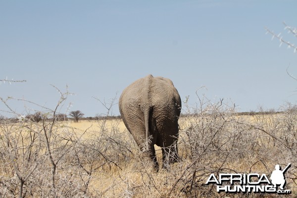 Elephant at Etosha National Park