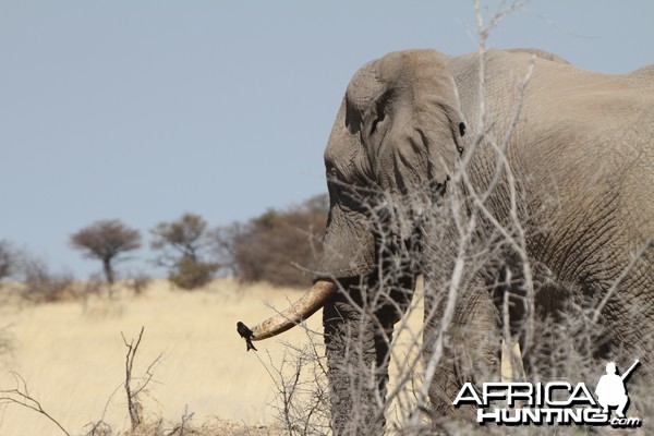 Elephant at Etosha National Park