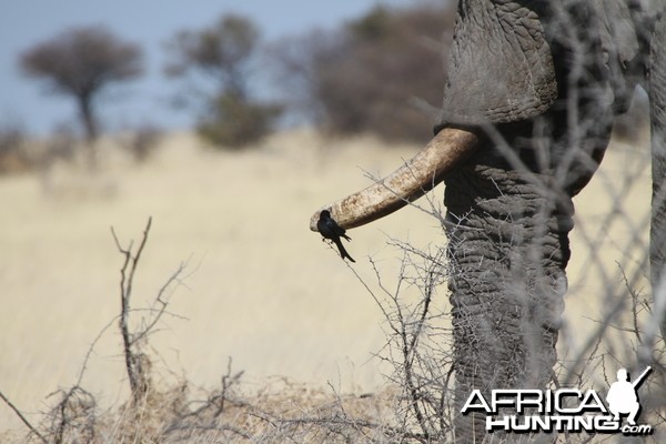 Elephant at Etosha National Park