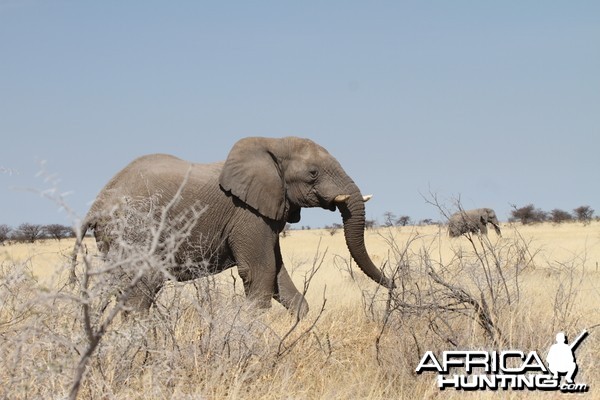 Elephant at Etosha National Park