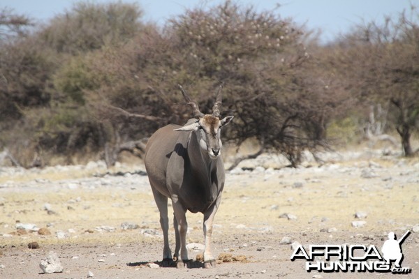 Cape Eland at Etosha National Park