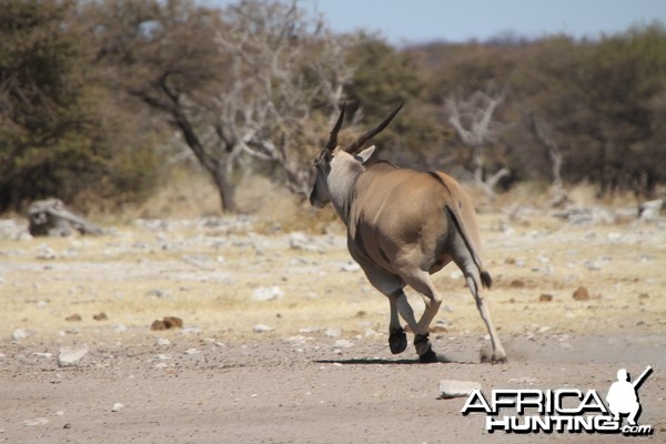 Cape Eland at Etosha National Park