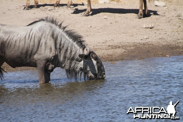 Blue Wildebeest at Etosha National Park National Park