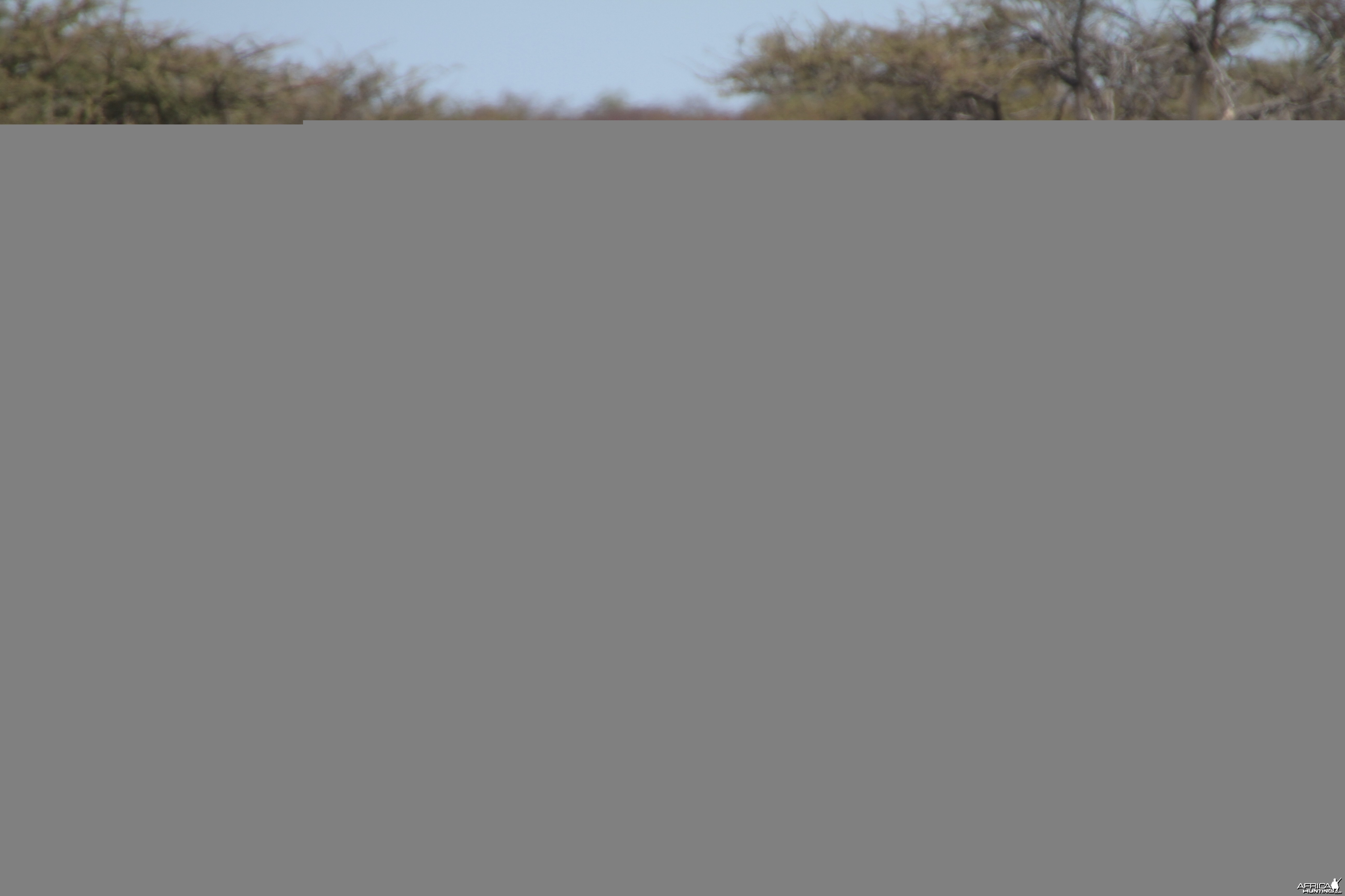 Cape Eland at Etosha National Park