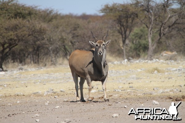 Cape Eland at Etosha National Park