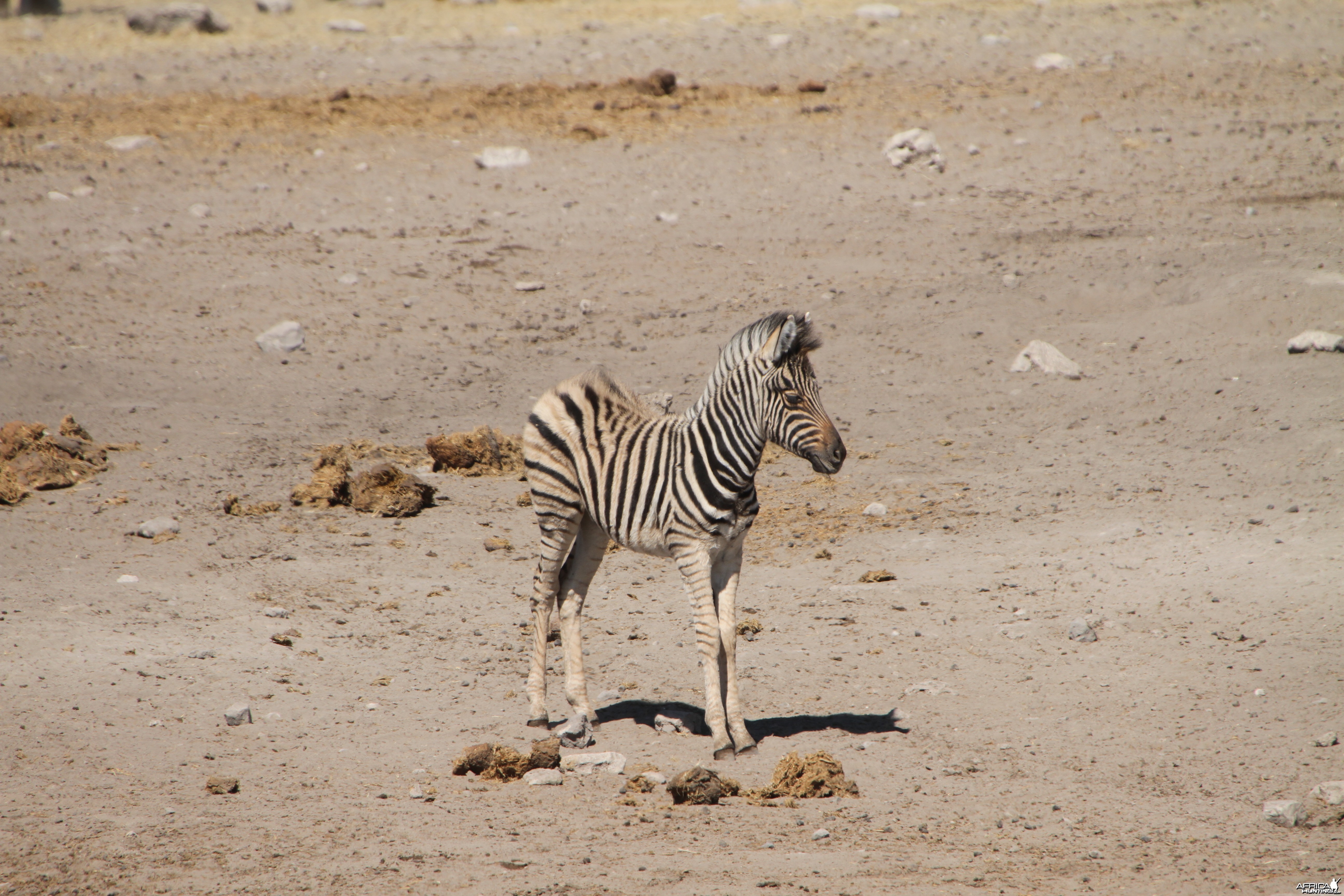 Zebra at Etosha National Park