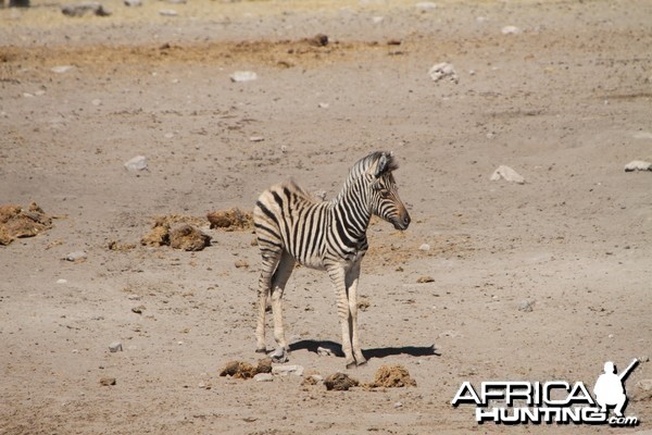 Zebra at Etosha National Park