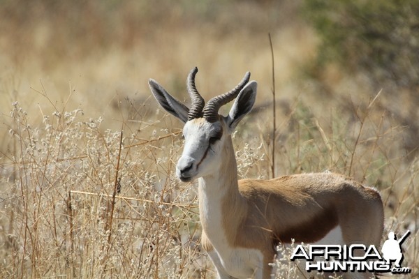 Springbok at Etosha National Park