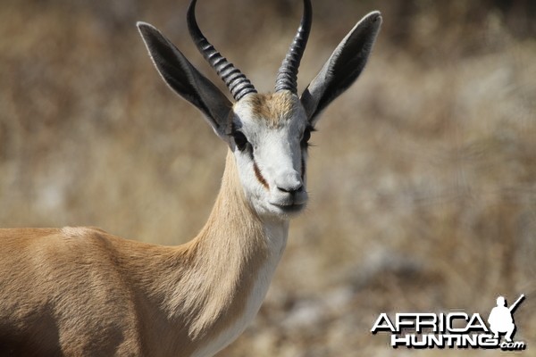 Springbok at Etosha National Park