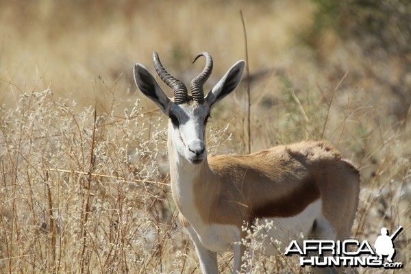 Springbok at Etosha National Park