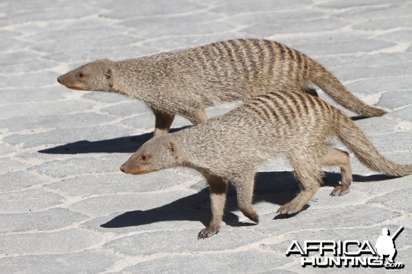 Banded Mongoose at Etosha National Park