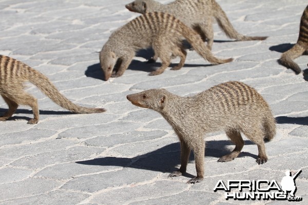 Banded Mongoose at Etosha National Park