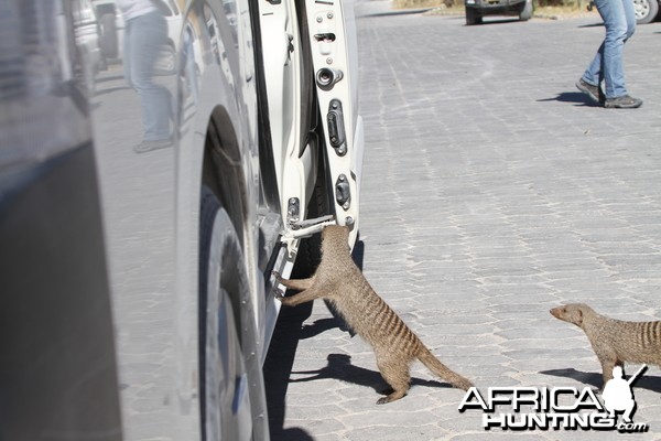 Banded Mongoose at Etosha National Park