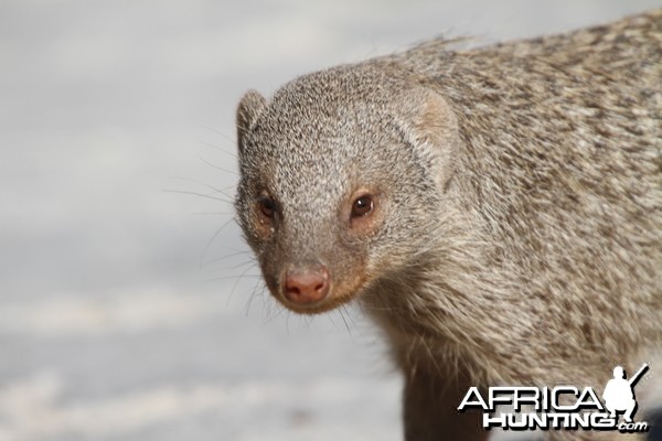 Banded Mongoose at Etosha National Park