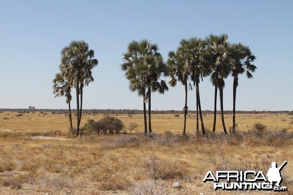 Etosha National Park