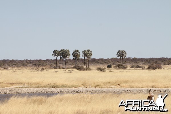 Etosha National Park