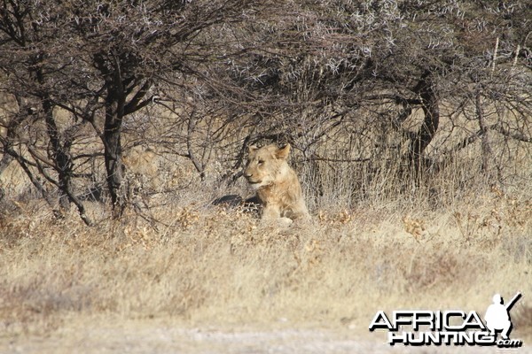 Lion at Etosha National Park