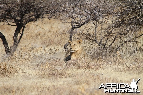 Lion at Etosha National Park