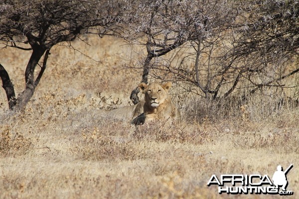 Etosha National Park