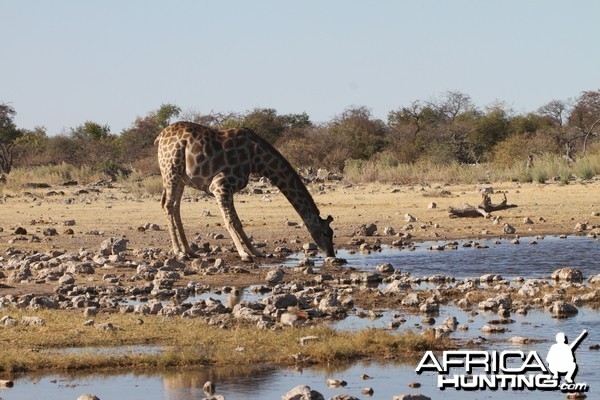 Giraffe at Etosha National Park