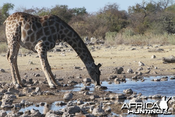 Giraffe at Etosha National Park